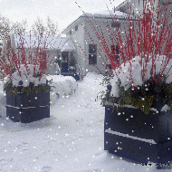 Cedar Versailles-SNOW