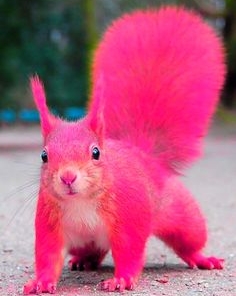 Pink Squirrel